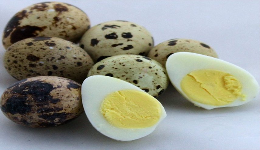 مالم تسمعه عن فوائد بيض السمان لجسم الانسان