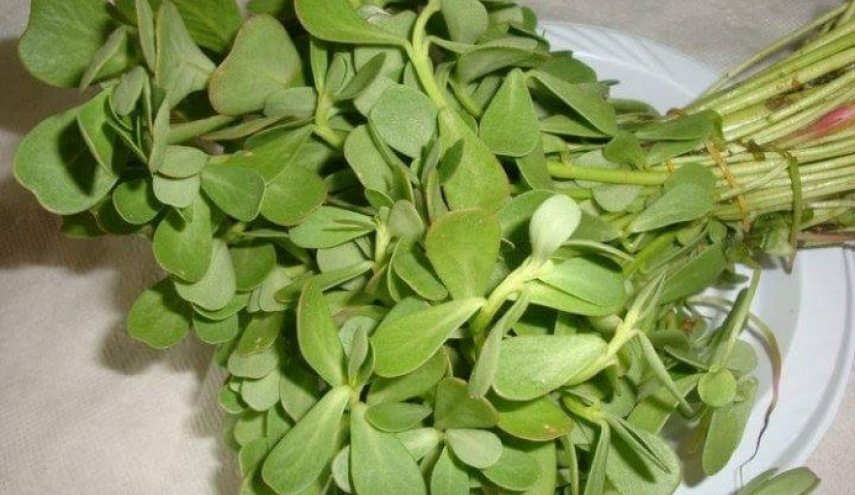 تعرف على فوائد عشبة البقلة 