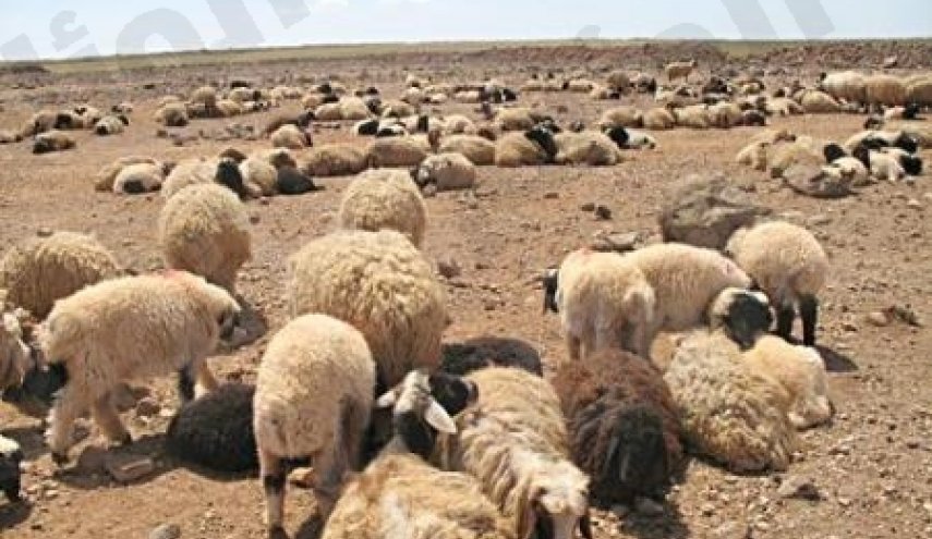 راعي أغنام هندي 'يُبعث' أثناء دفنه