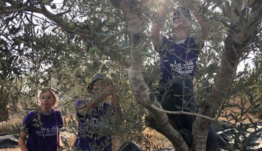 مستوطنون يسرقون محاصيل الفلسطينيين