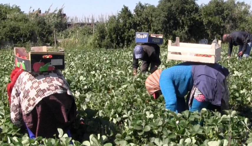 اسبانيا.. حملة ضد تشغيل المغربيات في حقول الفراولة