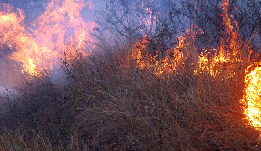 ۱۹۰۰ هکتار از جنگل‌های جزایر اقیانوس آرام در کام آتش