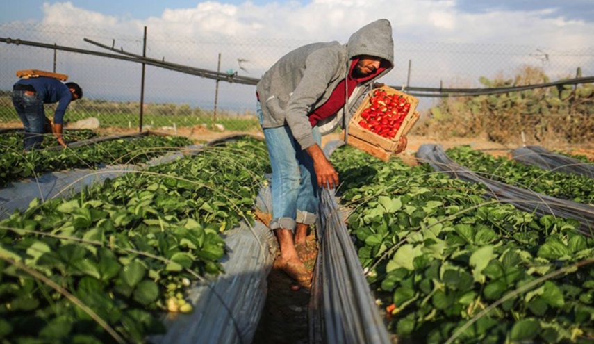 لأول مرة... منتج فلسطيني يصدر إلى قطر والإمارات