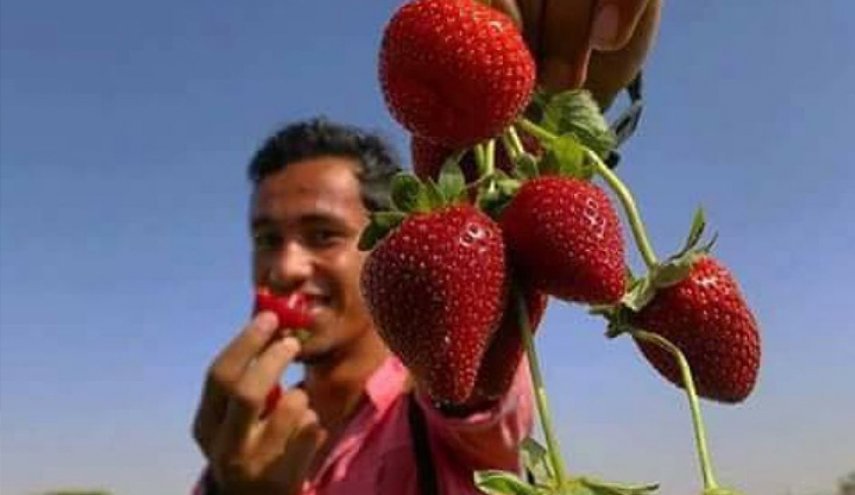 غزة تصدر الفراولة لدول الخليج الفارسي

