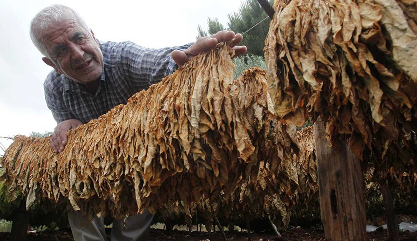 لبنان.. المصارف تسطو على أموال مزارعي التبغ