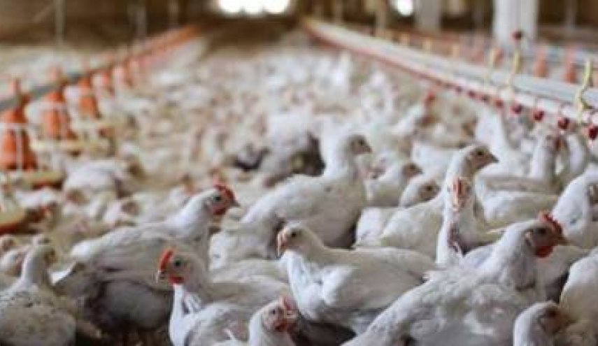 مصر تنفي انتشار فيروس 'إنفلونزا الطيور' 