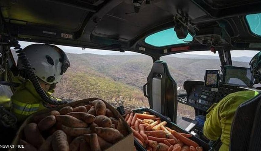 'طائرات الجزر والبطاطا'.. محاولات لإنقاذ الموقف في أستراليا