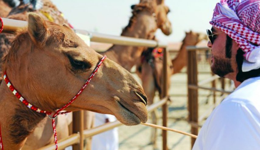 بن زايد يهدي السيسي 4 نوق تنتج وفرة استثنائية من الحليب!