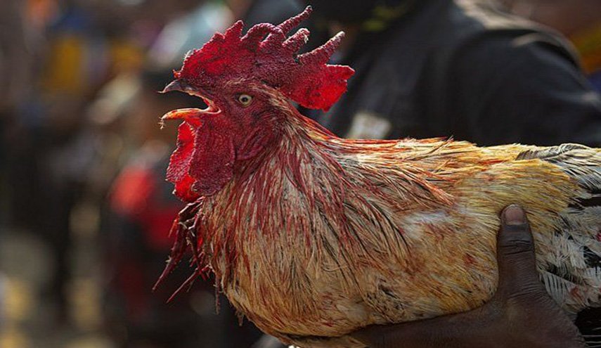 رجل يخسر حياته بعد صراع دموي مع ديك