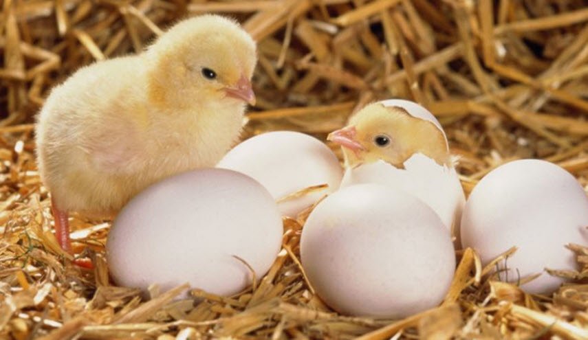 ما هو سبب ارتفاع اسعار الفروج في سوريا؟ 