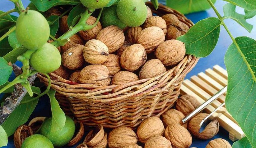 تناول الجوز بانتظام يساعد في مكافحة السرطان