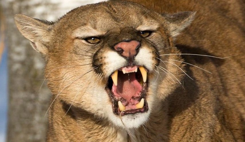 معجزة تنقذ طفلة من براثن أسد