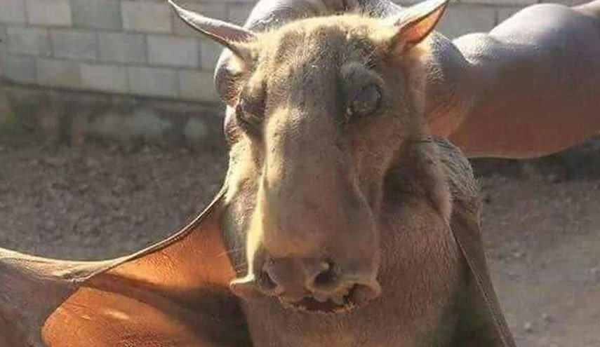 ماذا یفعل هذا الخفاش الغریب فی لبنان! + صورة