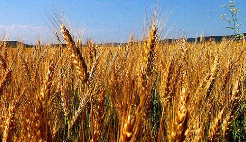ایران ترفع تسعيرة الشراء الحکومي للقمح المحلي 47 بالمئة