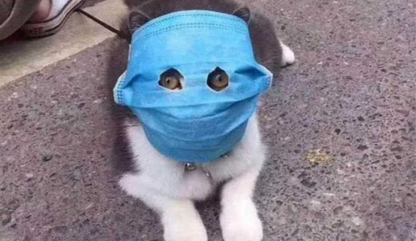 هل تنقل الحيوانات فيروس كورونا؟