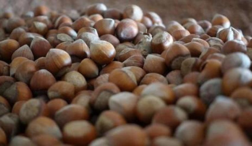 حشرة تغزو تركيا وتهدد إمدادات البندق العالمية