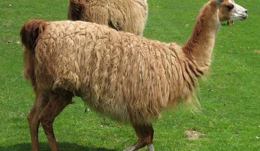هذا الحيوان قد يحمل سر مكافحة فيروس كورونا!
