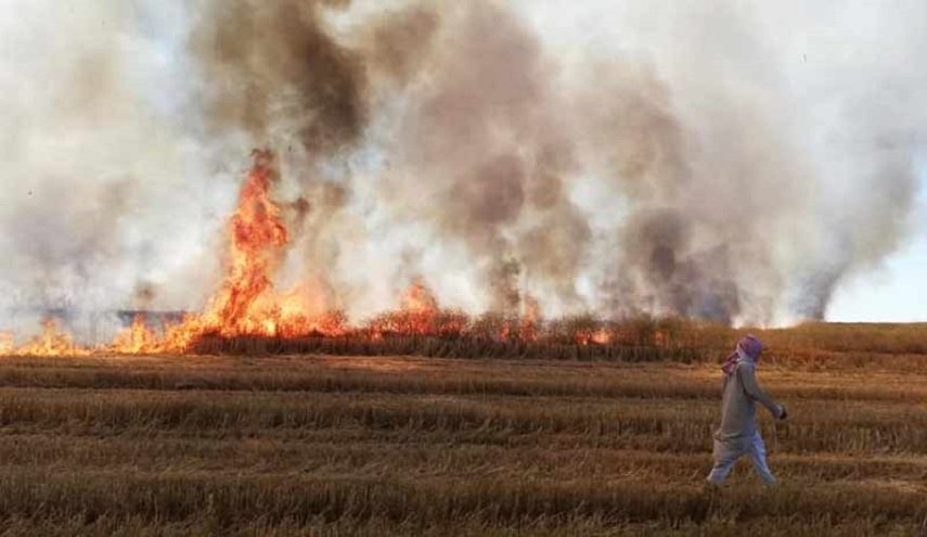 سوريا: المجموعات المسلحة تضرم النار في حقول القمح بالرقة