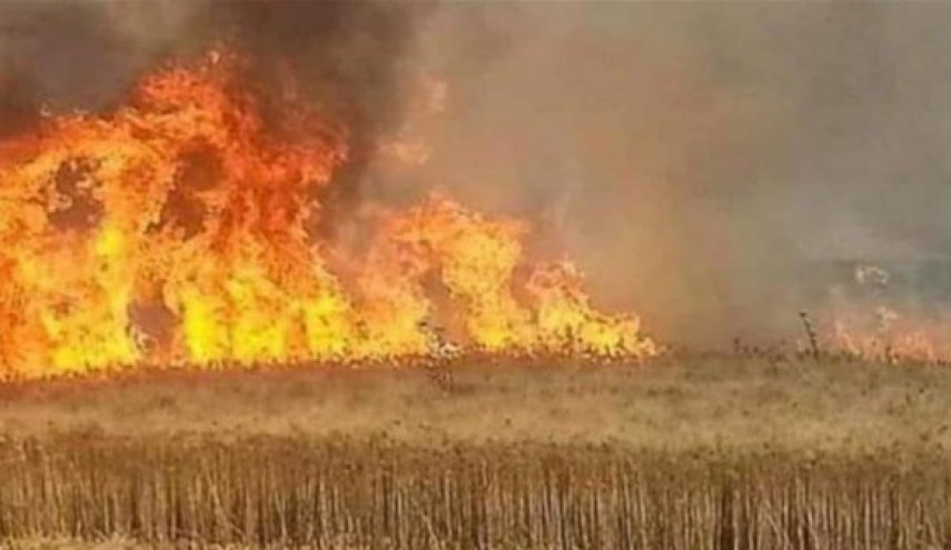 القوات الامريكية تحرق حقول القمح بسوريا بأمر من ترامب