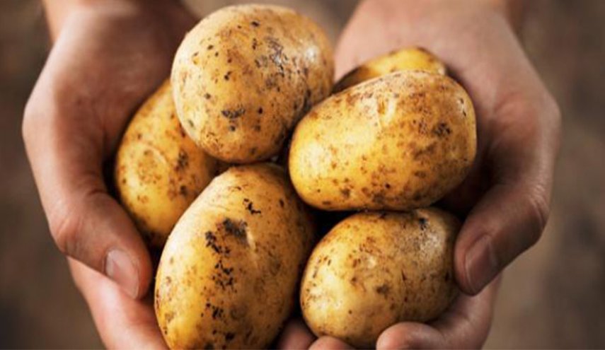 بروتين البطاطا يساعد في الحفاظ على العضلات