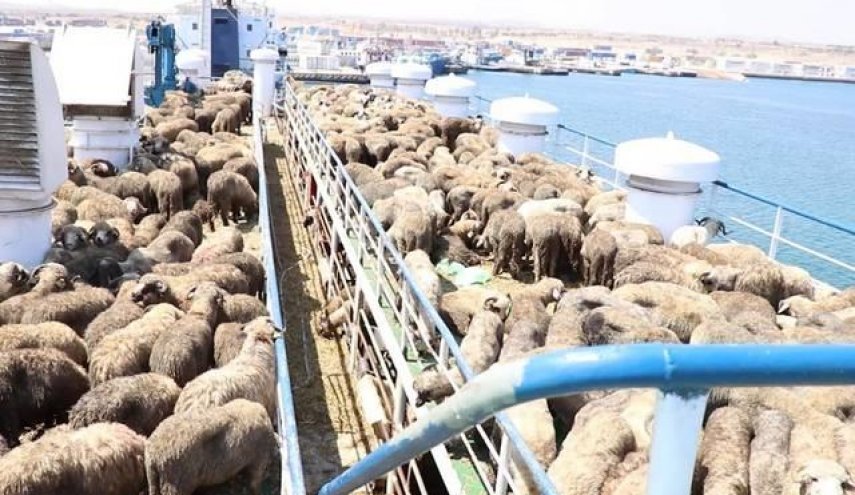 السلطات الأسترالية تحتجز سفينة كويتية بسبب إصابة طاقمها بكورونا