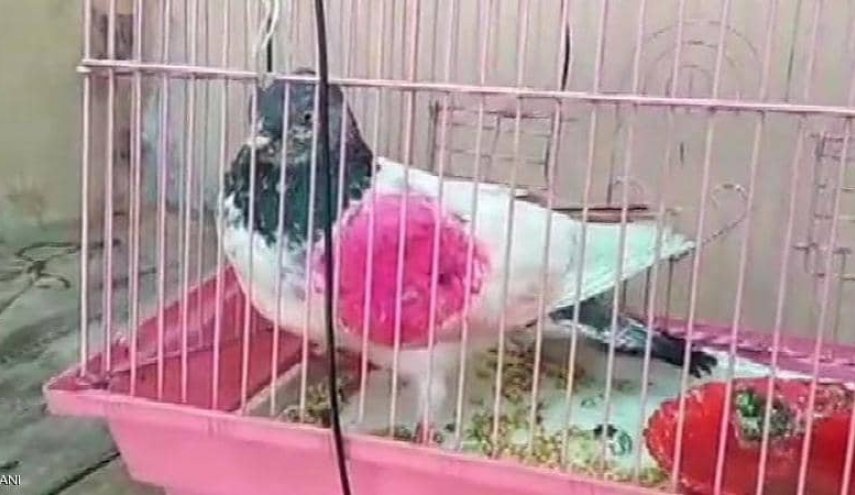 الهند تقبض على 