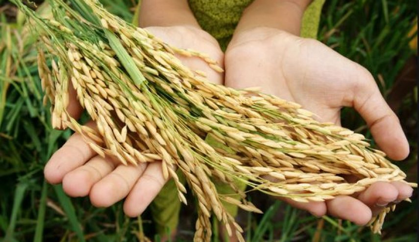 ما هي آثار قانون 'قيصر' على قطاع الزراعة في سوريا؟