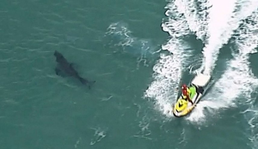 ماذا فعلت سمكة قرش طولها 10 أقدام مع رجل ستيني