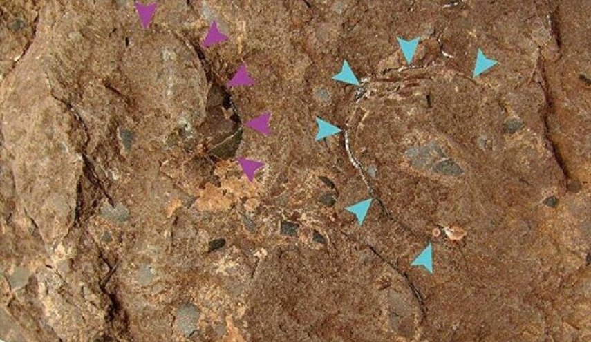 العثور على اصغر بيضة ديناصور متحجرة في اليابان