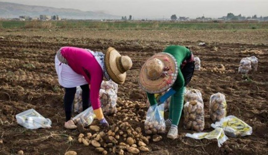 الازمة الاقتصادية تهدد وجود كافة الزراعات في لبنان