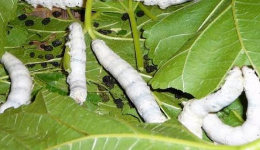 هل ستخلص دودة القز البشرية من 