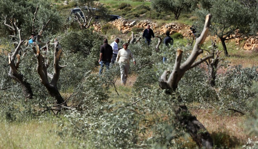 الاحتلال يقتلع أكثر من 200 شجرة زيتون شمال غرب سلفيت