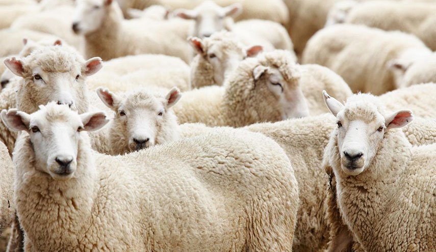 نصائح لاختيار الأضحية المناسبة في زمن كورونا