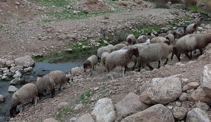 جريمة جديدة للمستوطنين الصهاينة 