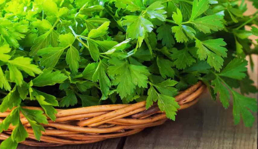 تعرف على فوائد الكزبرة الصحيه أهمها دعم المناعة