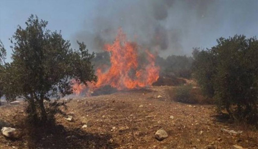 مستوطن يحرق المئات من أشجار الزيتون في رام الله