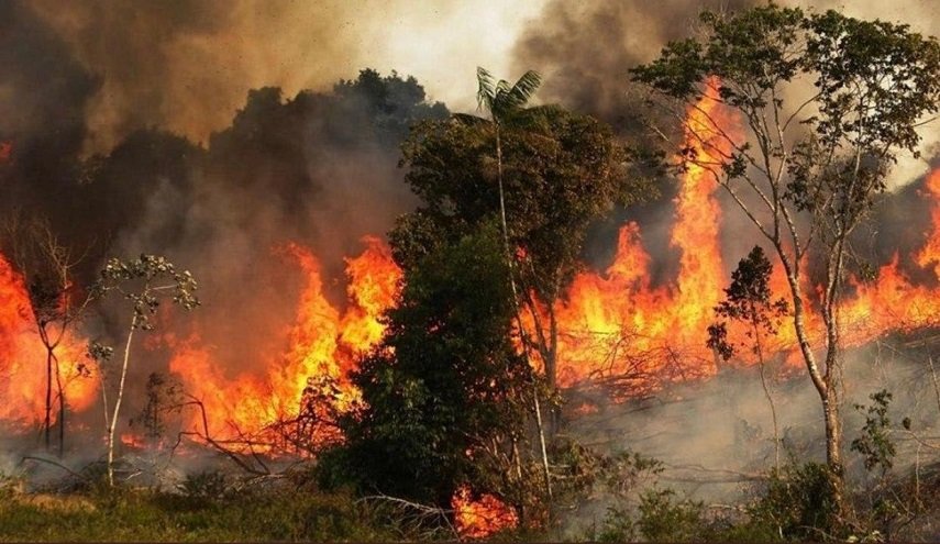 بعد كارثة الحرائق في سوريا.. ما الوقت الذي تحتاجه الاشجار لتعود للحياة؟
