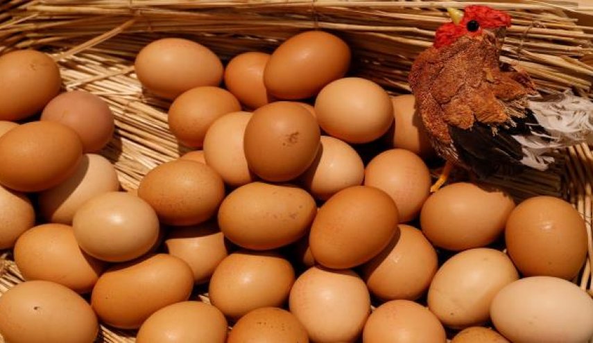 6 أنواع بيض أسوأ من السم