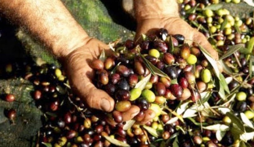 سعر زيت الزيتون يرتفع في لبنان 