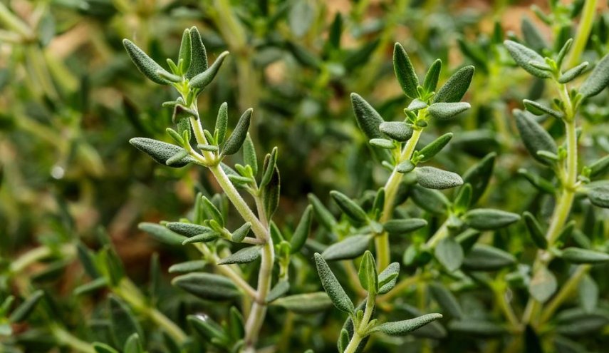 فوائد سحرية للزعتر.. أوصى به أبقراط واستخدم في مصر القديمة
