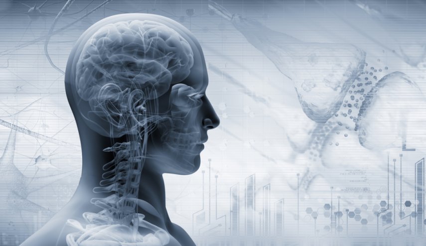 لأول مرة منذ قرون.. اكتشاف أعضاء جديدة في رأس الإنسان