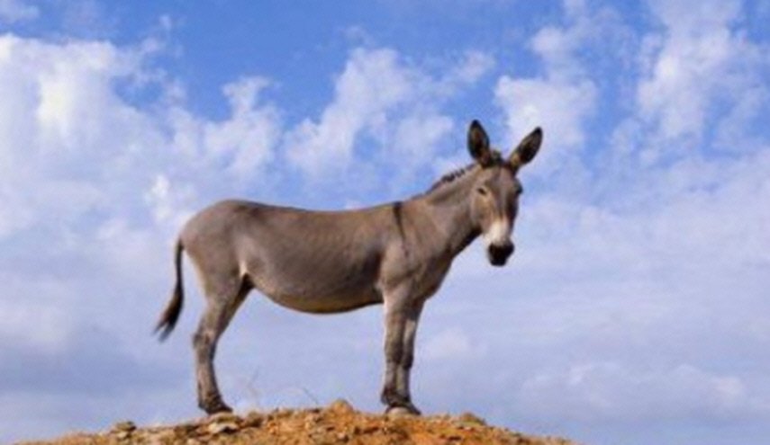 في دولة عربية... حجز حمار أسبوعين لأكله عشب البلدية!