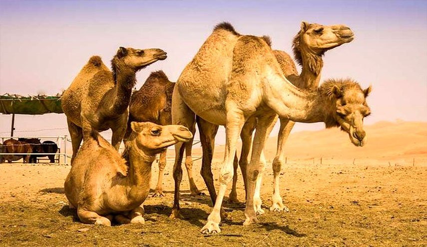 دراسة: المئات من الجمال الإماراتية تموت بسبب تناول أكياس بلاستيكية