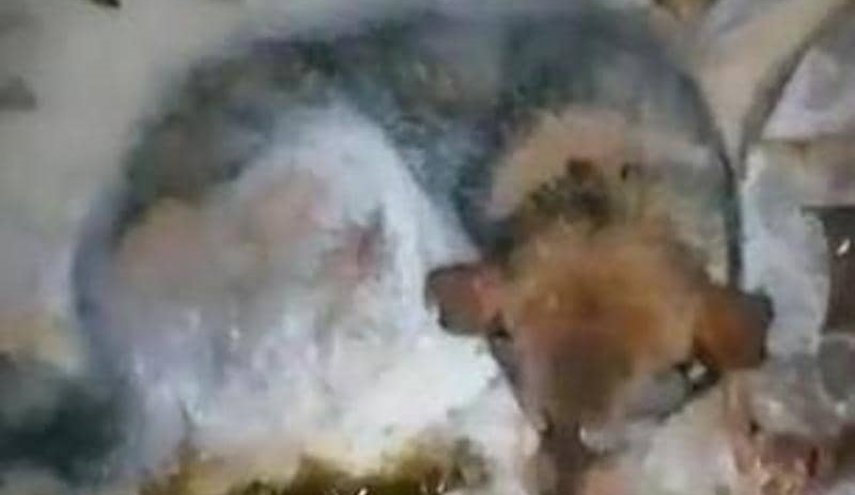 إنقاذ كلب ضال في البرد القارس بأعجوبة في روسيا 