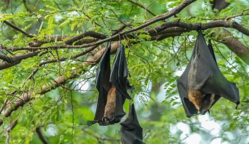 'نيباه'..أقوى من كورونا وقد يغزو آسيا