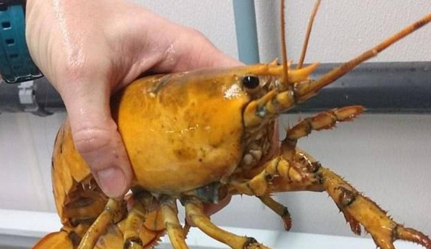 بالصدفة.. رجل يصطاد كائنا بحريا نادرا بلون 
