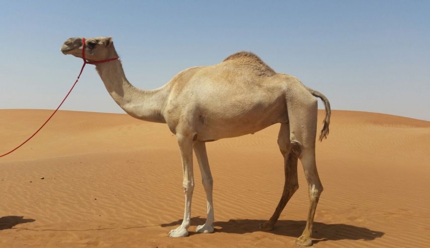 هل يحمل الجمل علاج كورونا؟