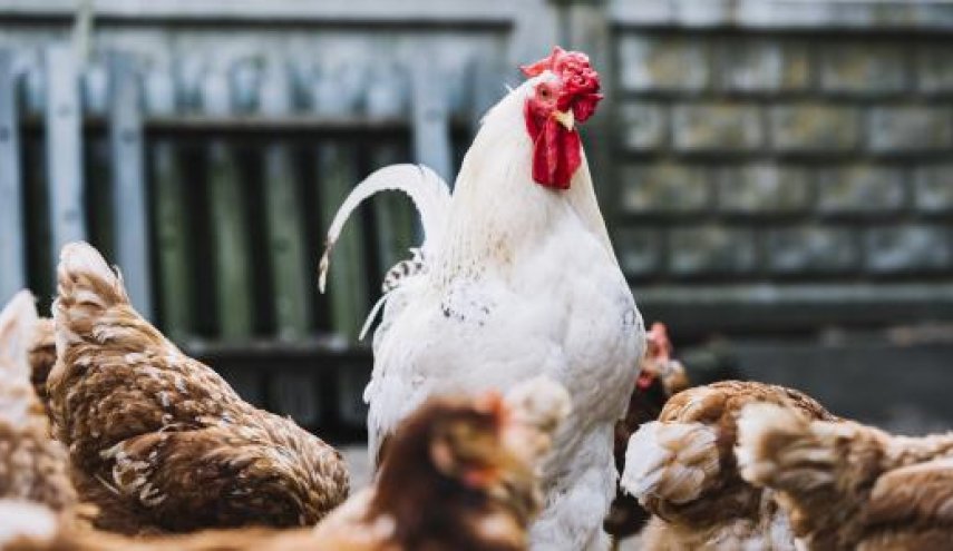 روسيا تعلن عن تسجيل أول حالة لإصابة البشر بإنفلونزا الطيور H5N8

