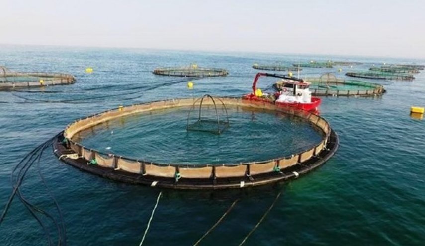 تدشين أكبر مزرعة لتربية الاسماك في الشرق الأوسط بجزيرة قشم الايرانية