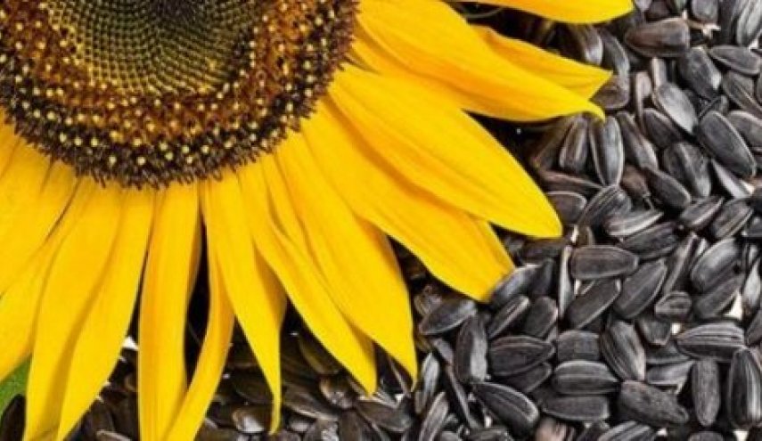 فوائد مذهلة لبذور عباد الشمس